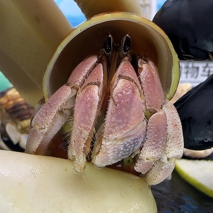 A12粉色灰白2.2cm口径