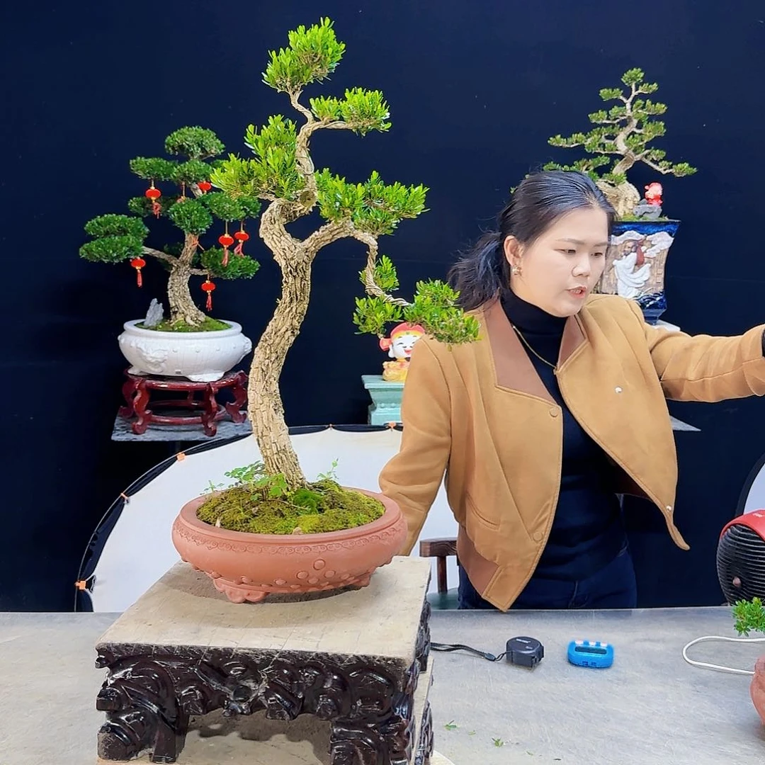 高端皱皮黄杨盆景