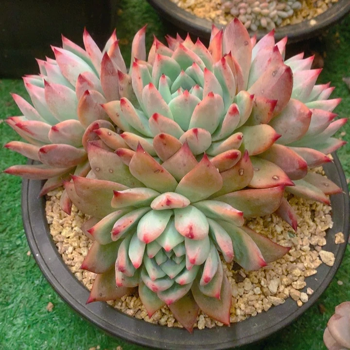 小*狸多肉乐园精品卡系