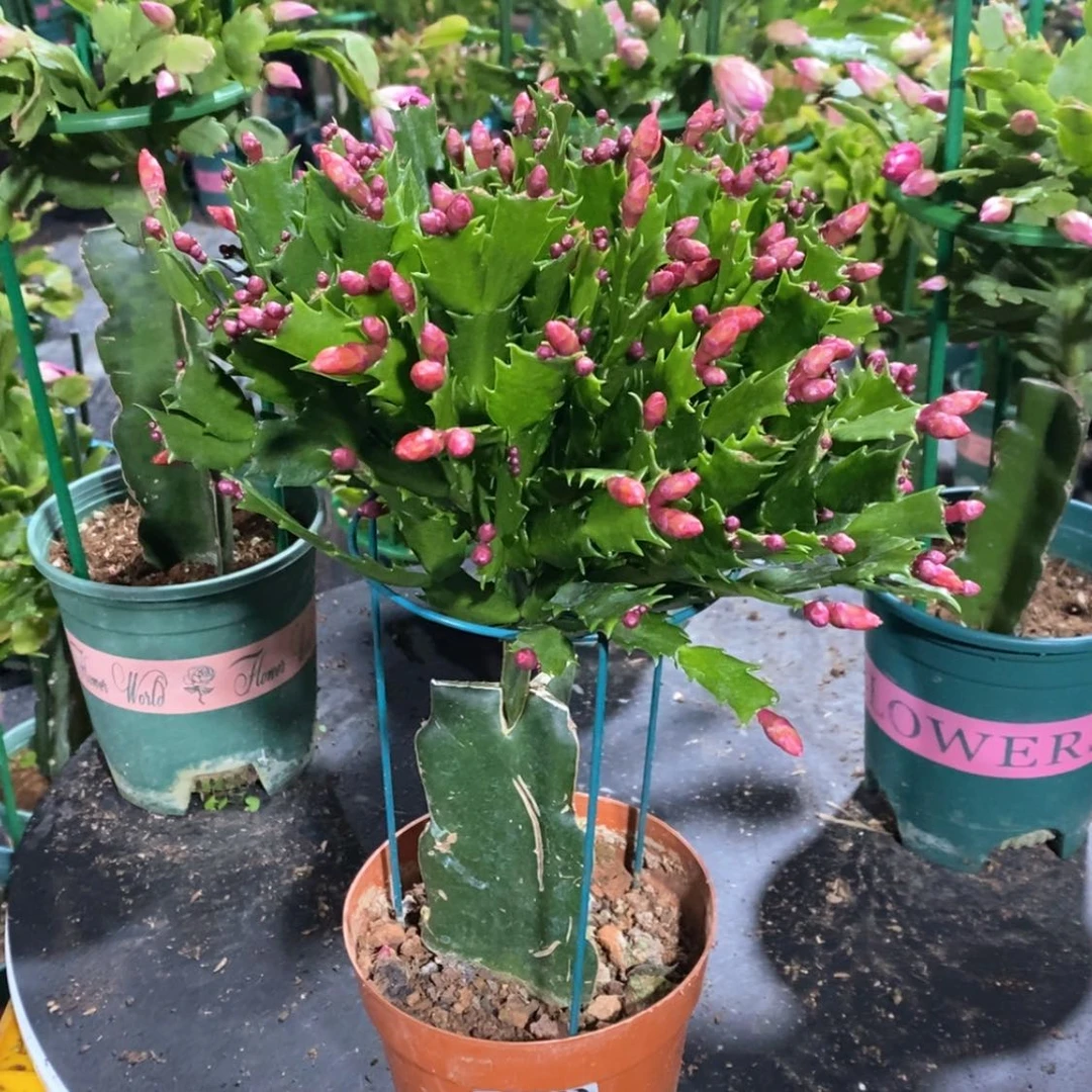 【闪购商品】当前无花朵，栽培后可花朵韵*289嫁接加勒比