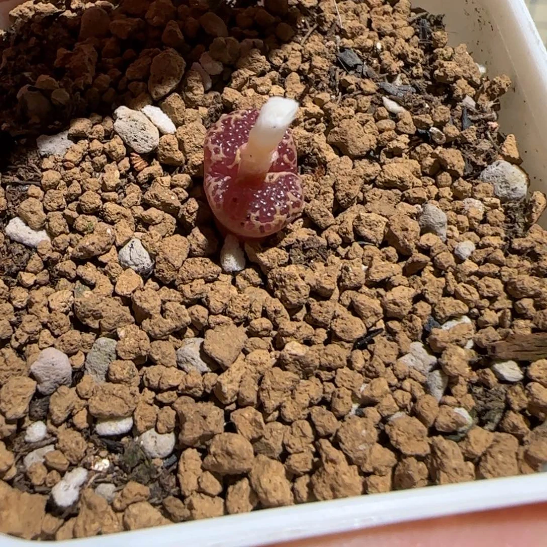 用***我肉锥多肉植物组合-1672