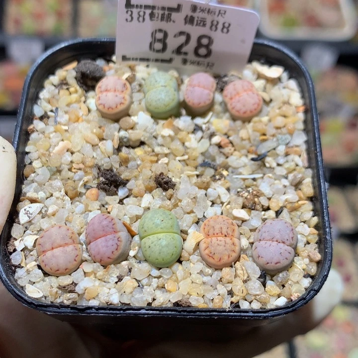 Sss石石花多肉828