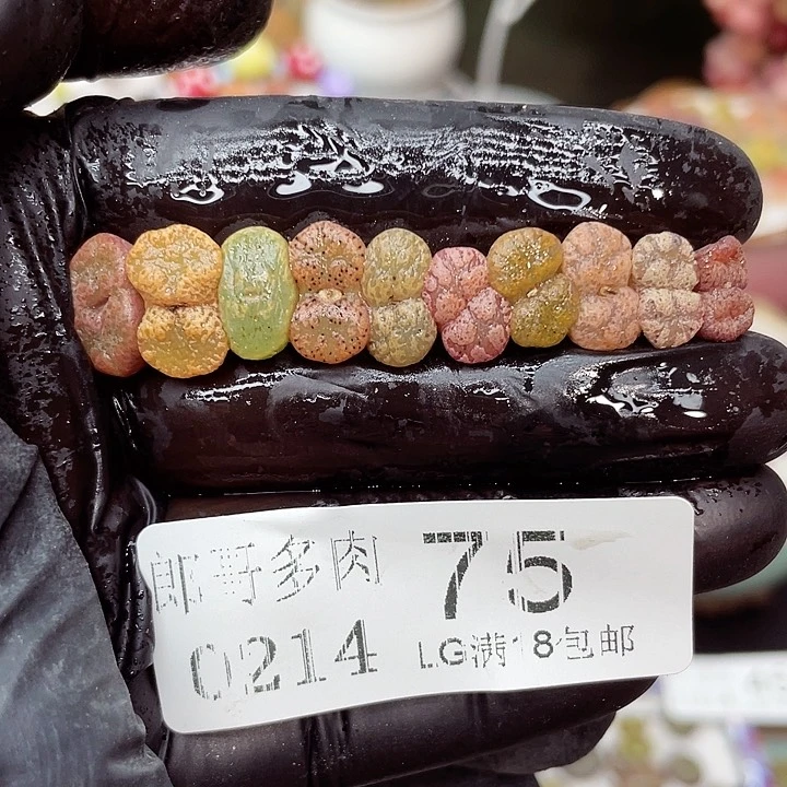 生石花满18包邮14-75