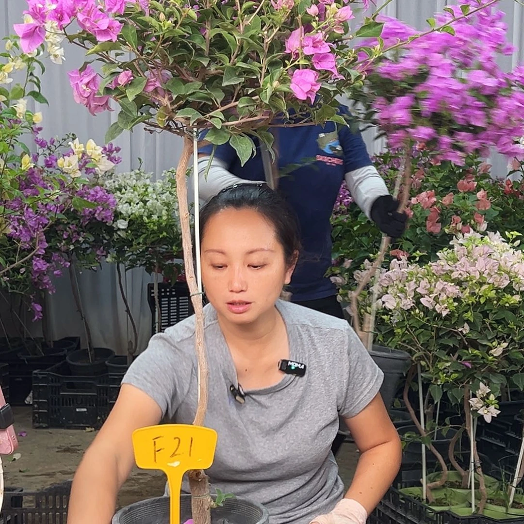 拾****大部分花苞少量开放F21雪紫