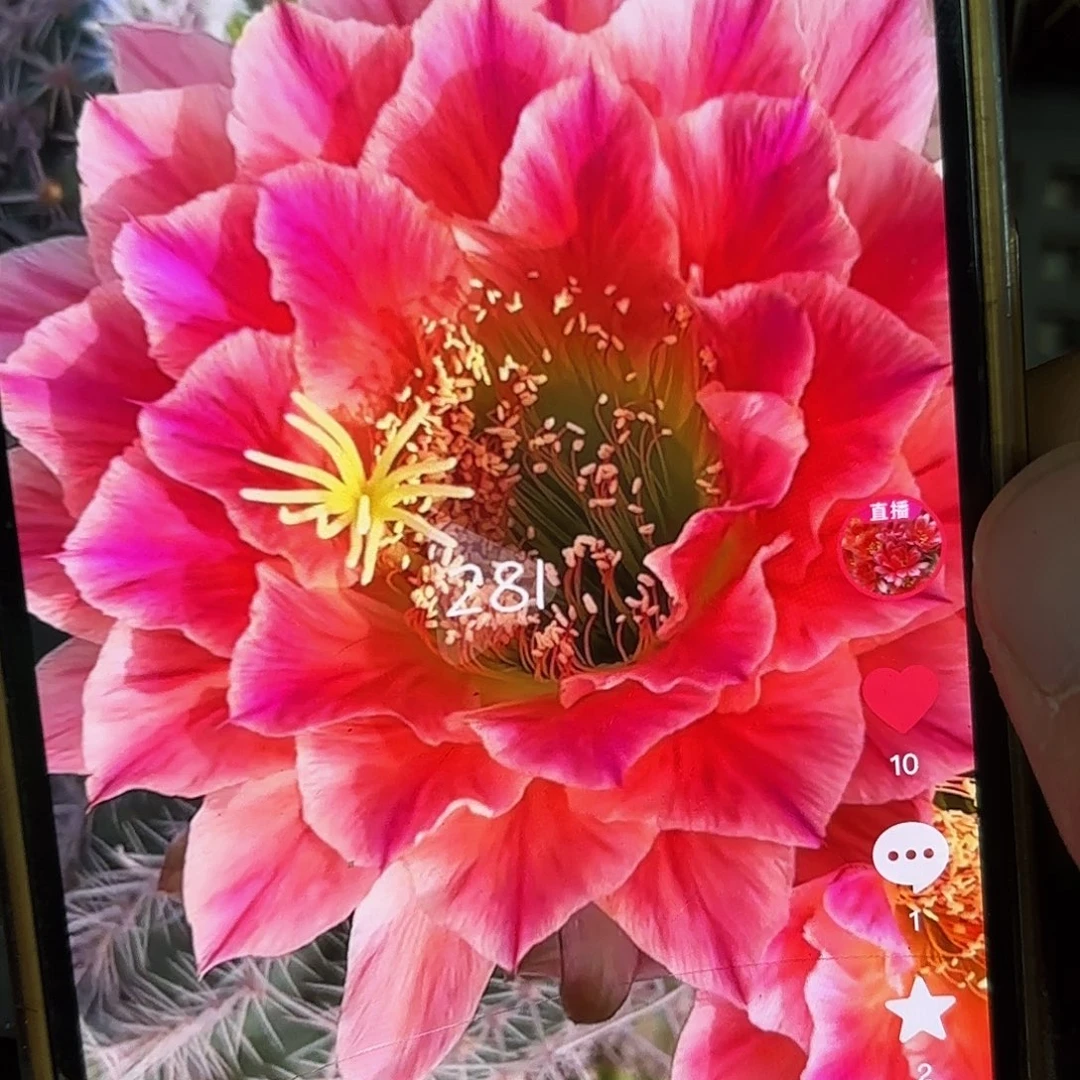 281毛20包邮仙人球瑕疵27