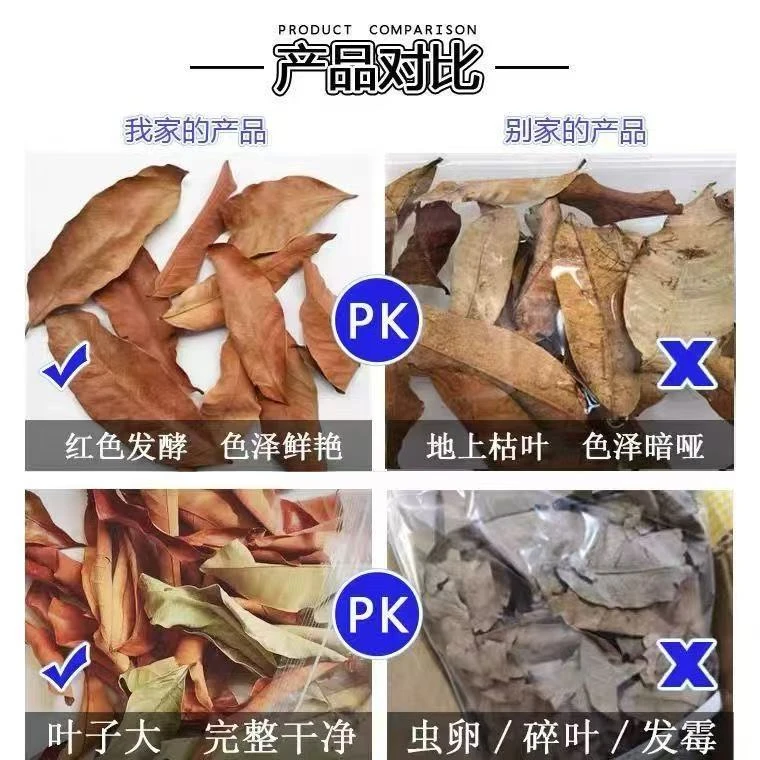 龙眼叶治疗腐皮乌龟调节改善水质鱼缸造景