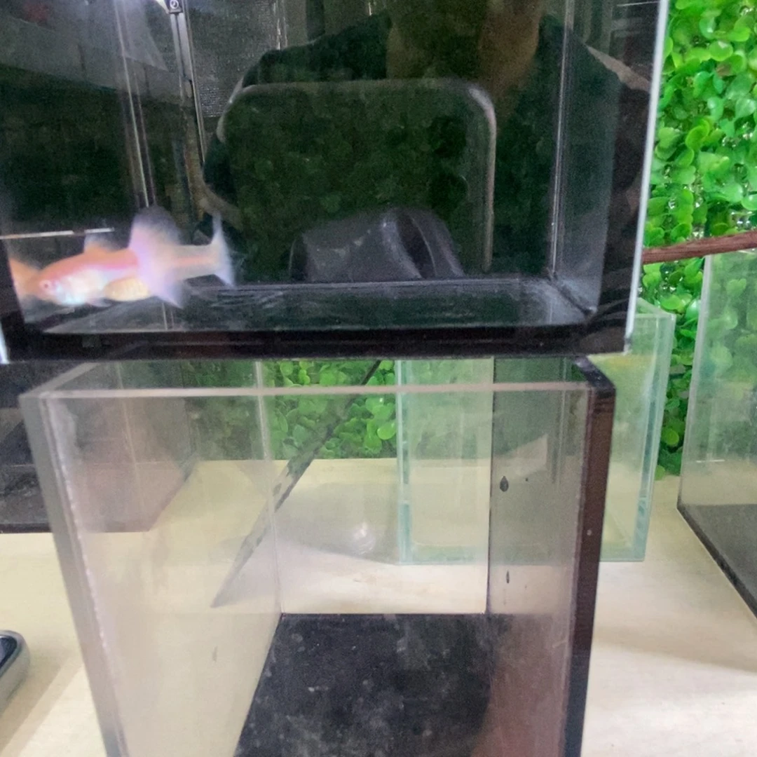 孔雀鱼金粉欧翼一对