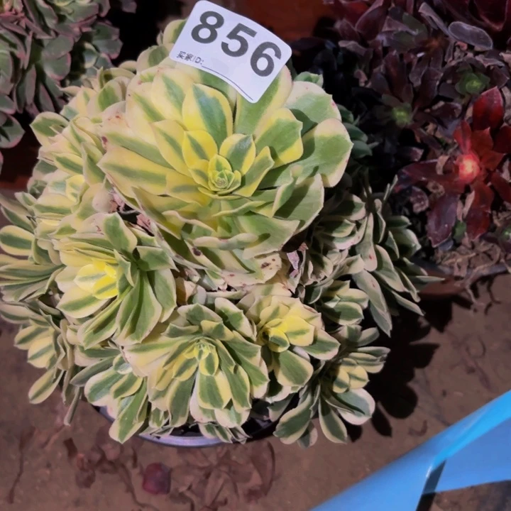 856迈巴赫多肉植物不售后