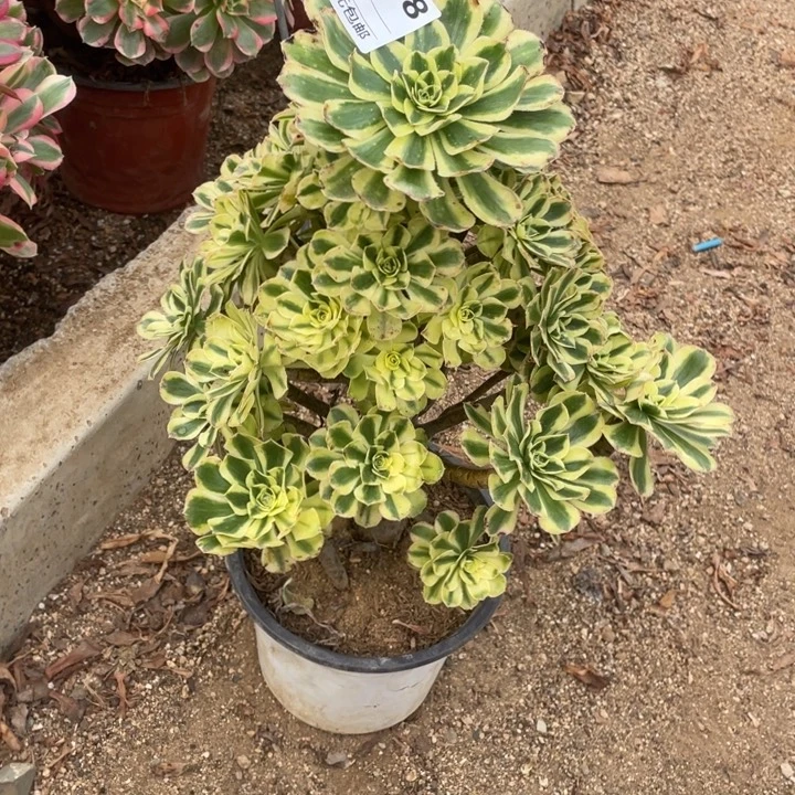 多肉植物妖月法师068