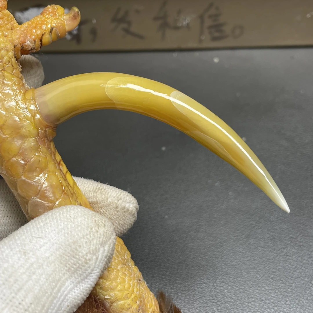 鑫源骨艺鸡爪骨手把件蜜蜡黄弯钩单只