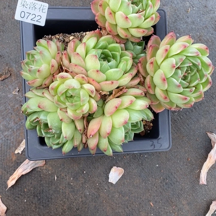 独***。精品多肉植物0722不包整散