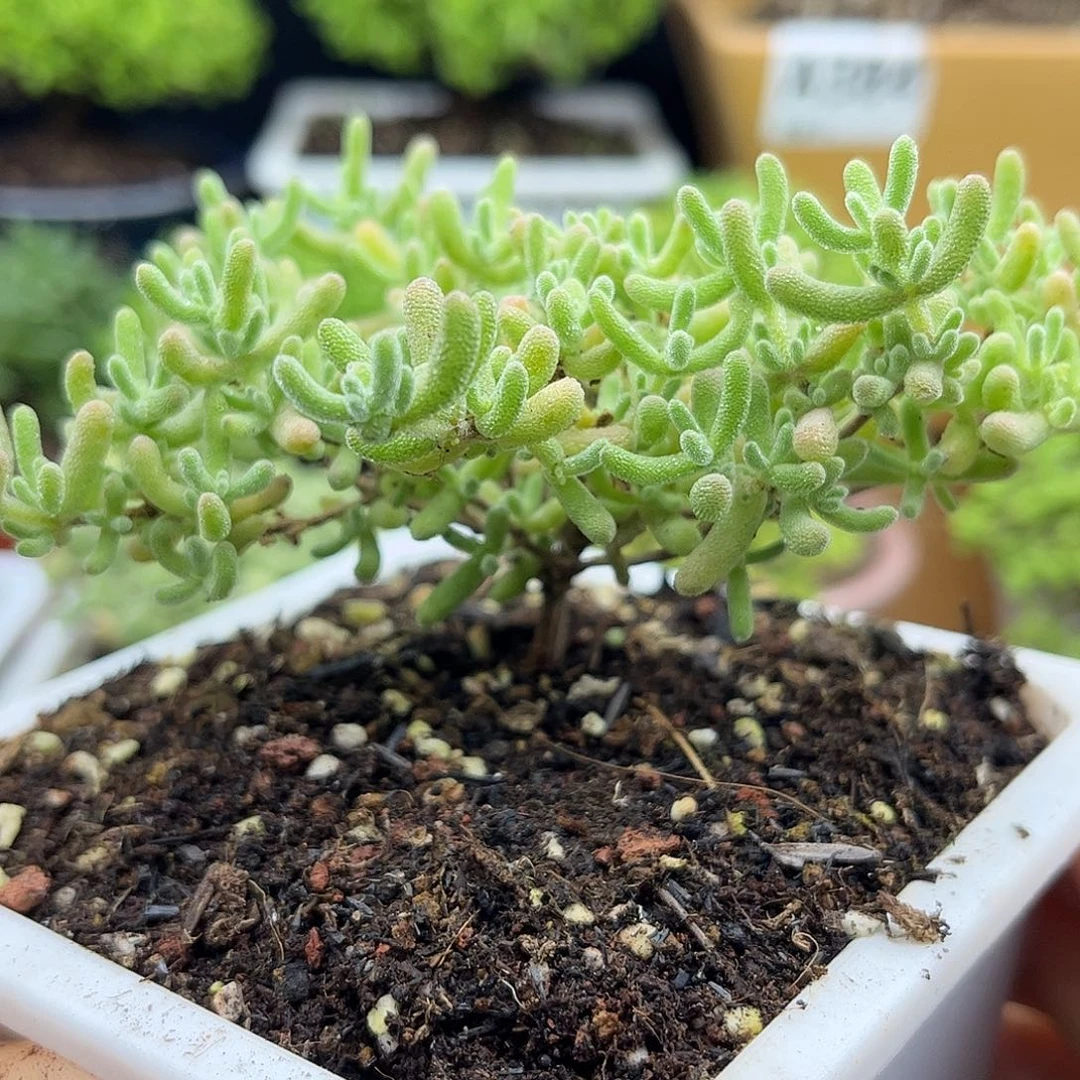 15紫冰晶优选枝干番杏