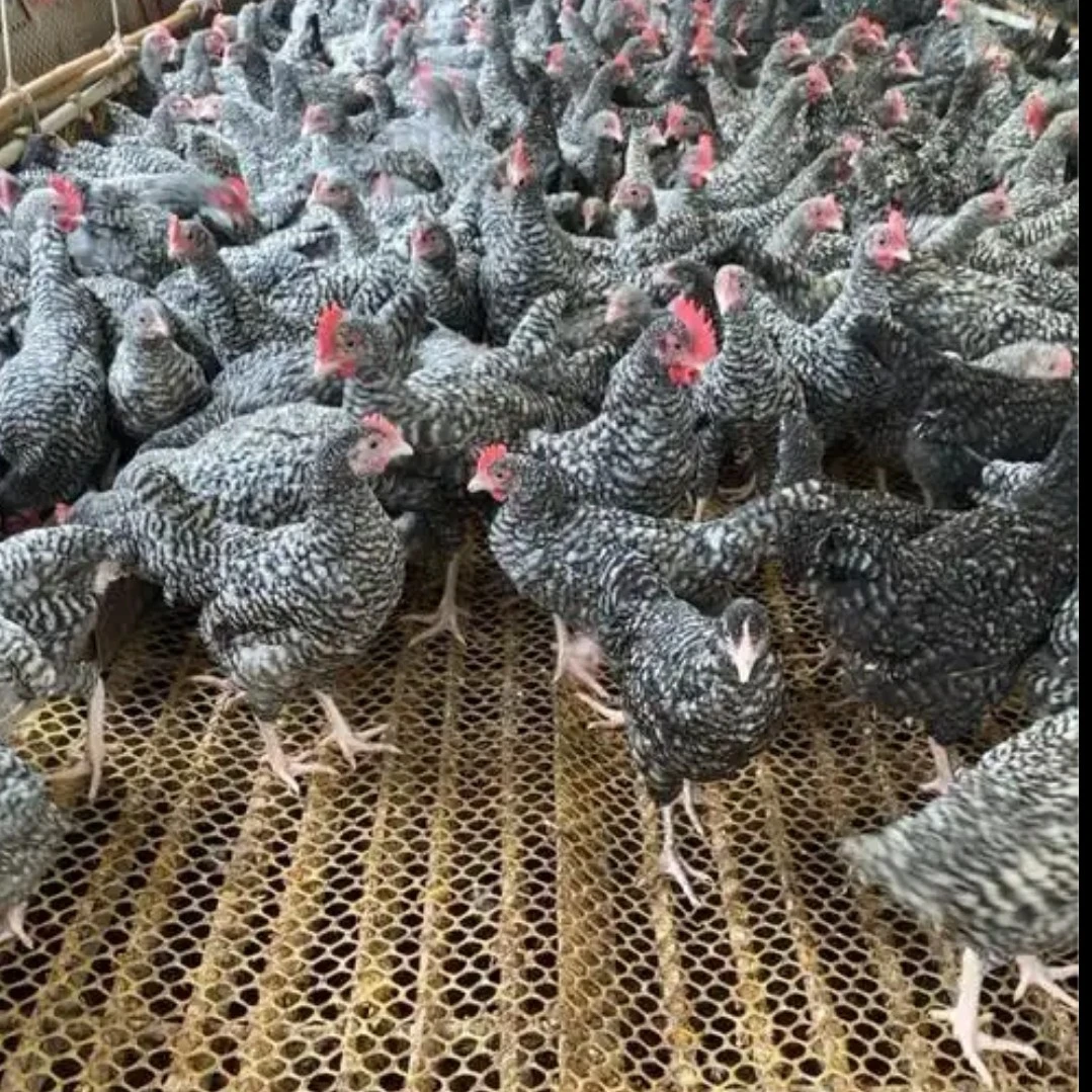 纯粮食喂养芦花鸡