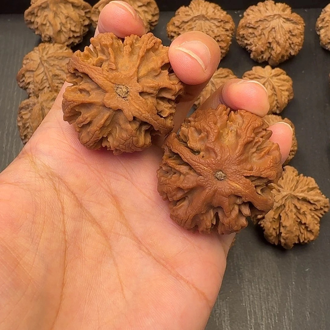 无***！核桃突突突突突突突突突突突突突突