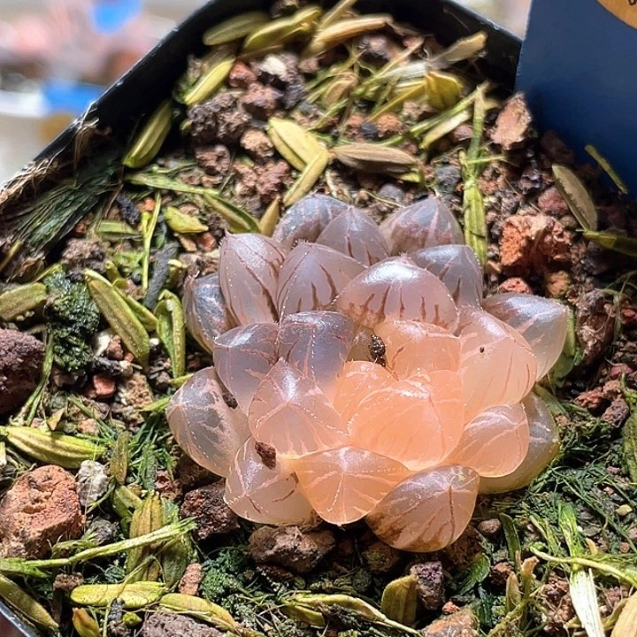 用***5617绯桃锦一物一拍