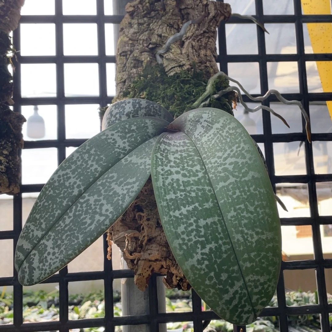 当前无花栽培后可以开花
