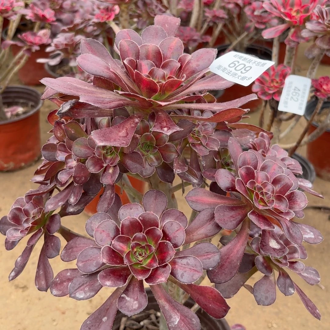 609丽娜中斑多肉植物
