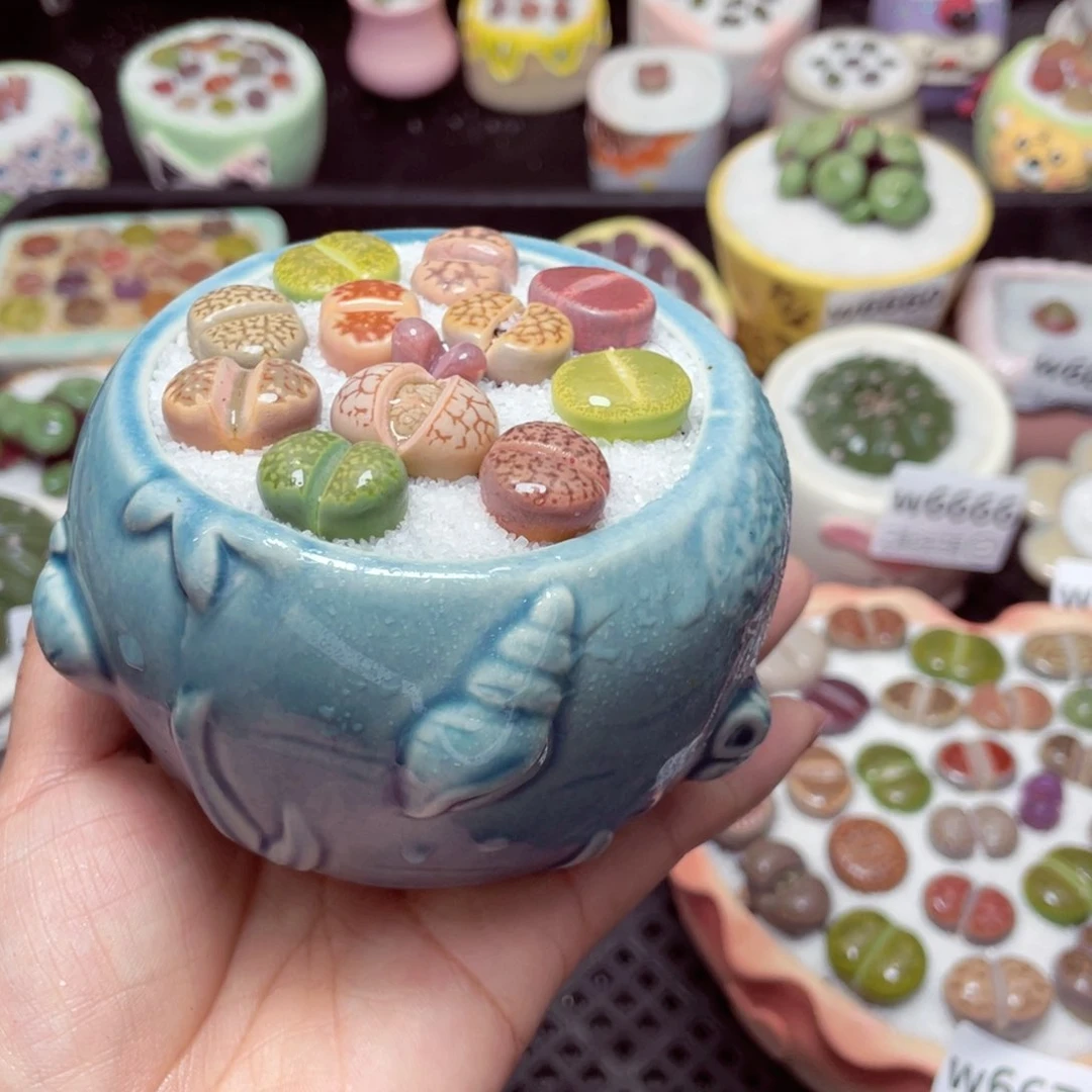 w6671 -零下地区拍保温箱-15支持寄养