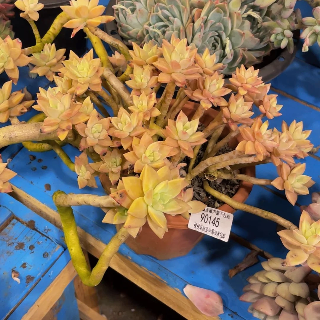 S**莉橙色恋人90145多肉