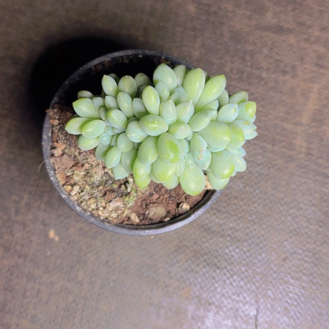 奶糖缀福利11111111111111