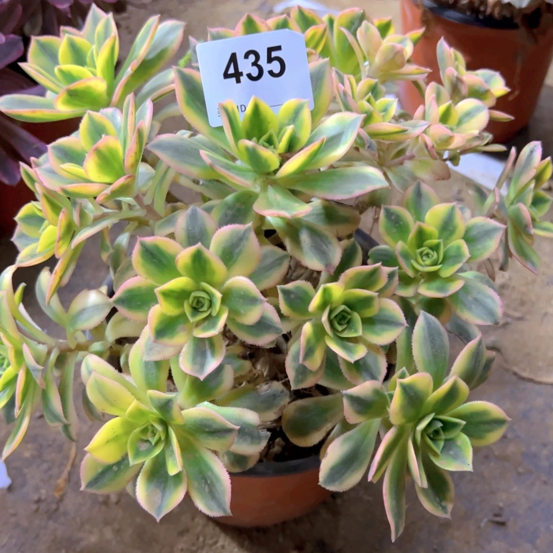 冬*435号星爆多肉植物
