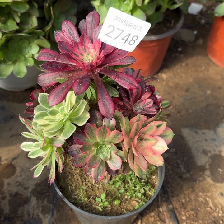 彩树多肉法师2748