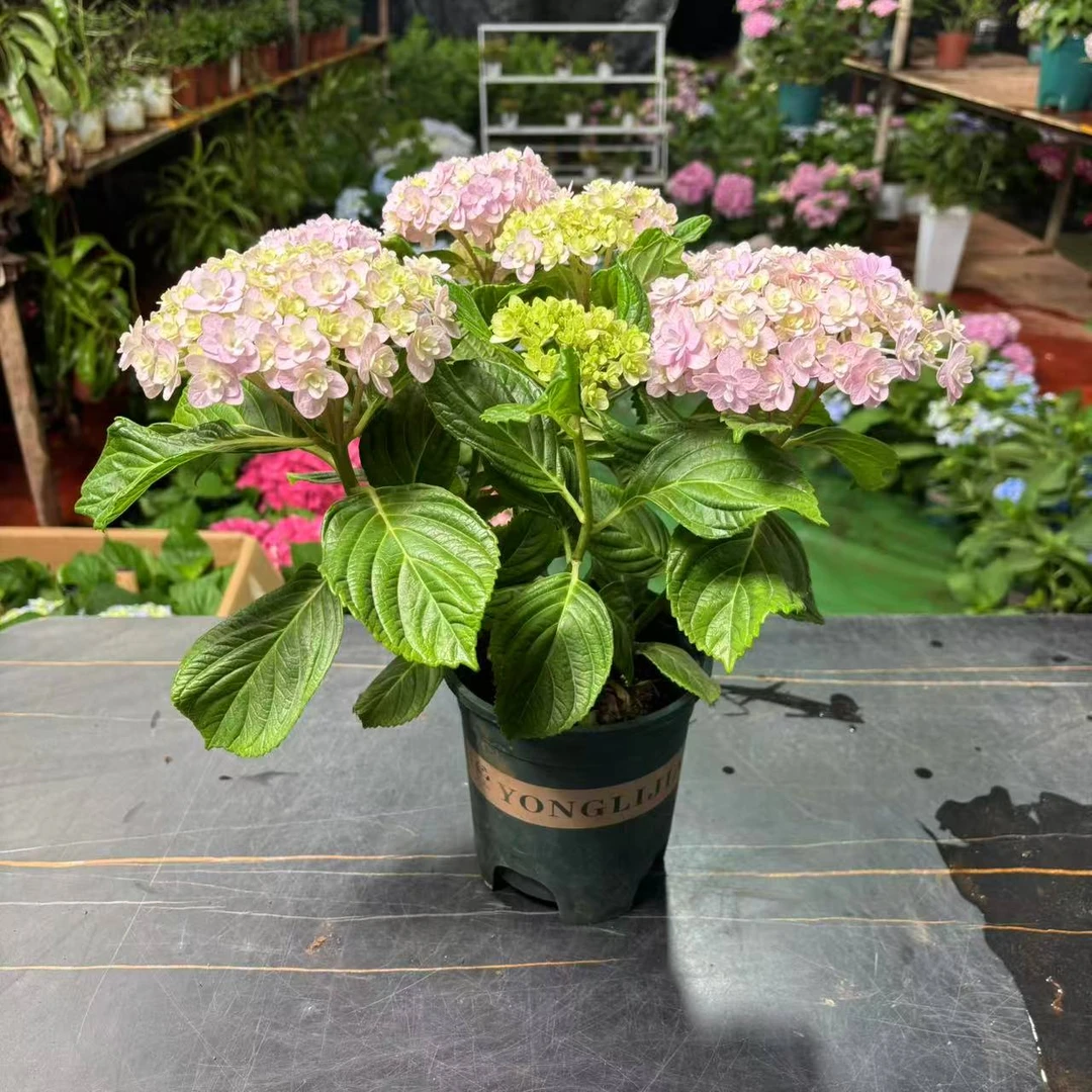 【云都花园】花手鞠绣球 1加仑盆 带花苞原土原盆 基地源头直发