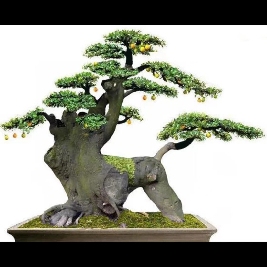 金弹子盆景室内外均可种植