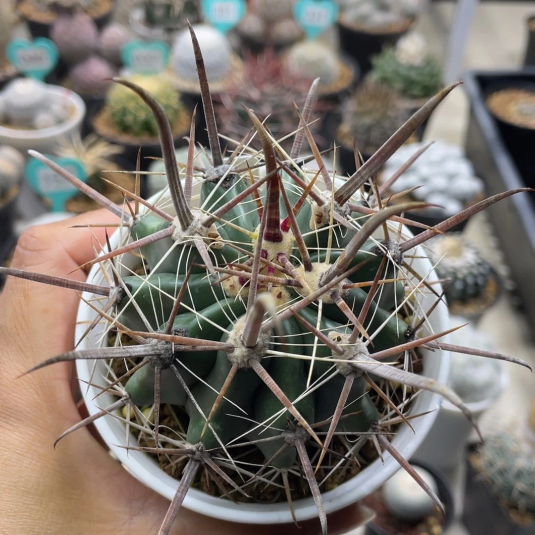红玉丸      实生根