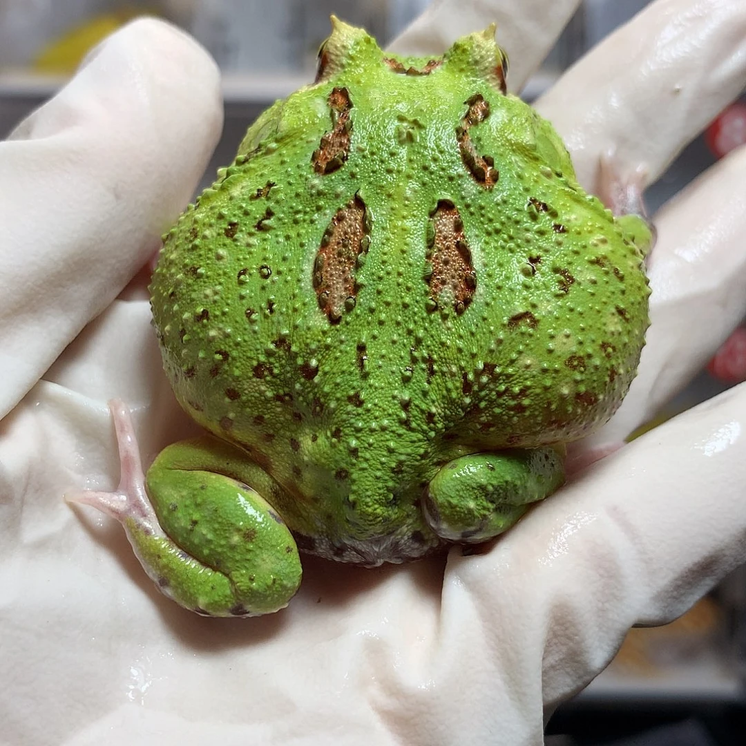 角蛙4335宇治角蛙