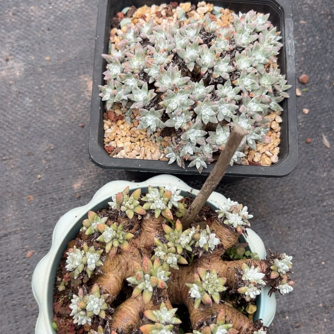 ****生谢谢姐姐～一物一拍5666