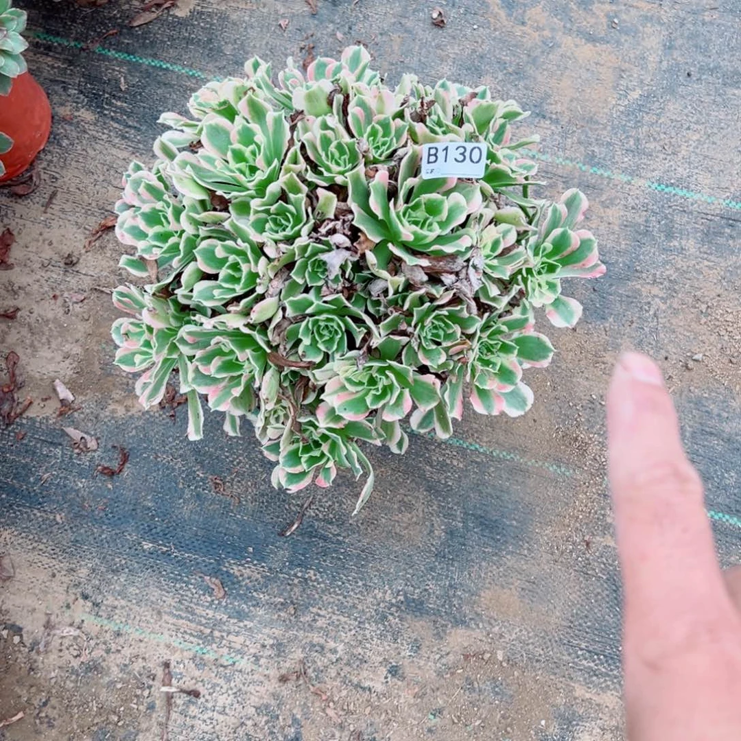 130白凤多肉植物法师多肉