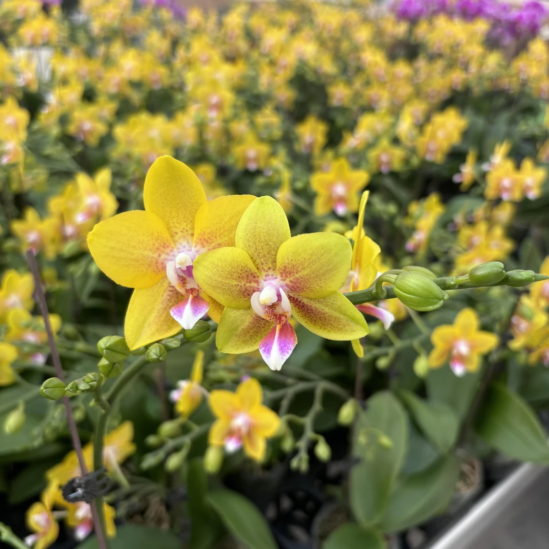 【香水黄金】精品蝴蝶兰花室内阳台办公室高端花卉绿植盆栽年宵