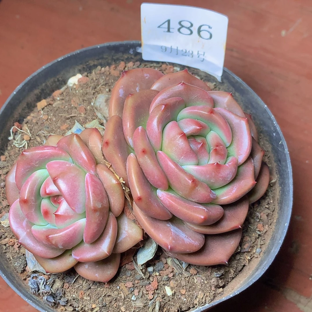 【闪购商品】云486号