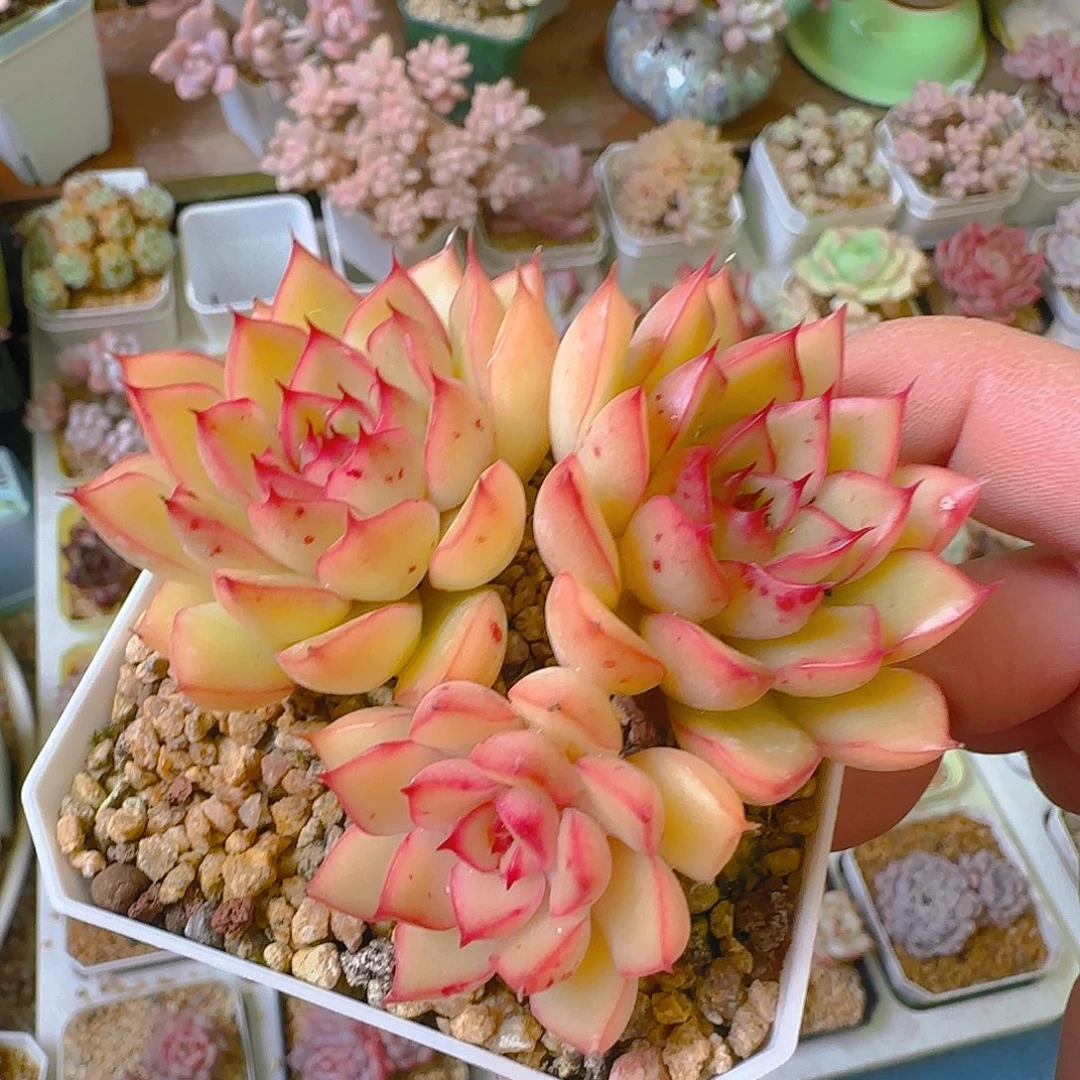 海洋之歌，453，仙农出品多肉