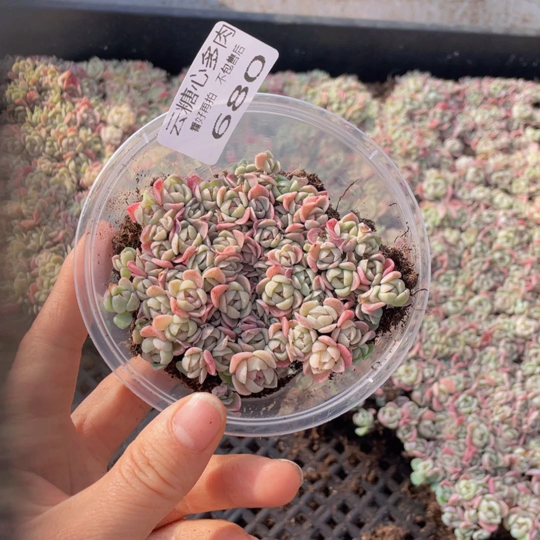 云糖心多肉植物680