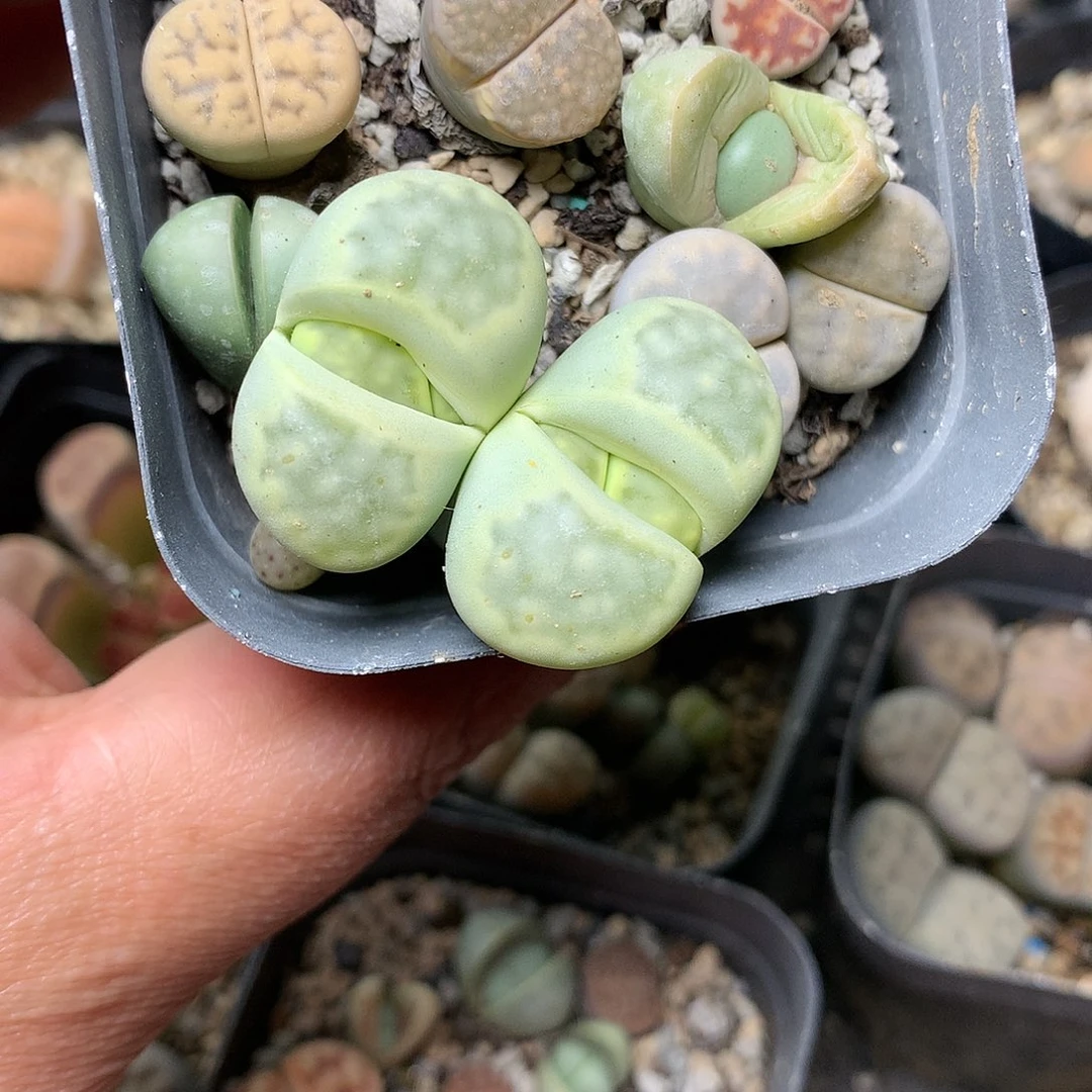 C707多肉植物保护研究所