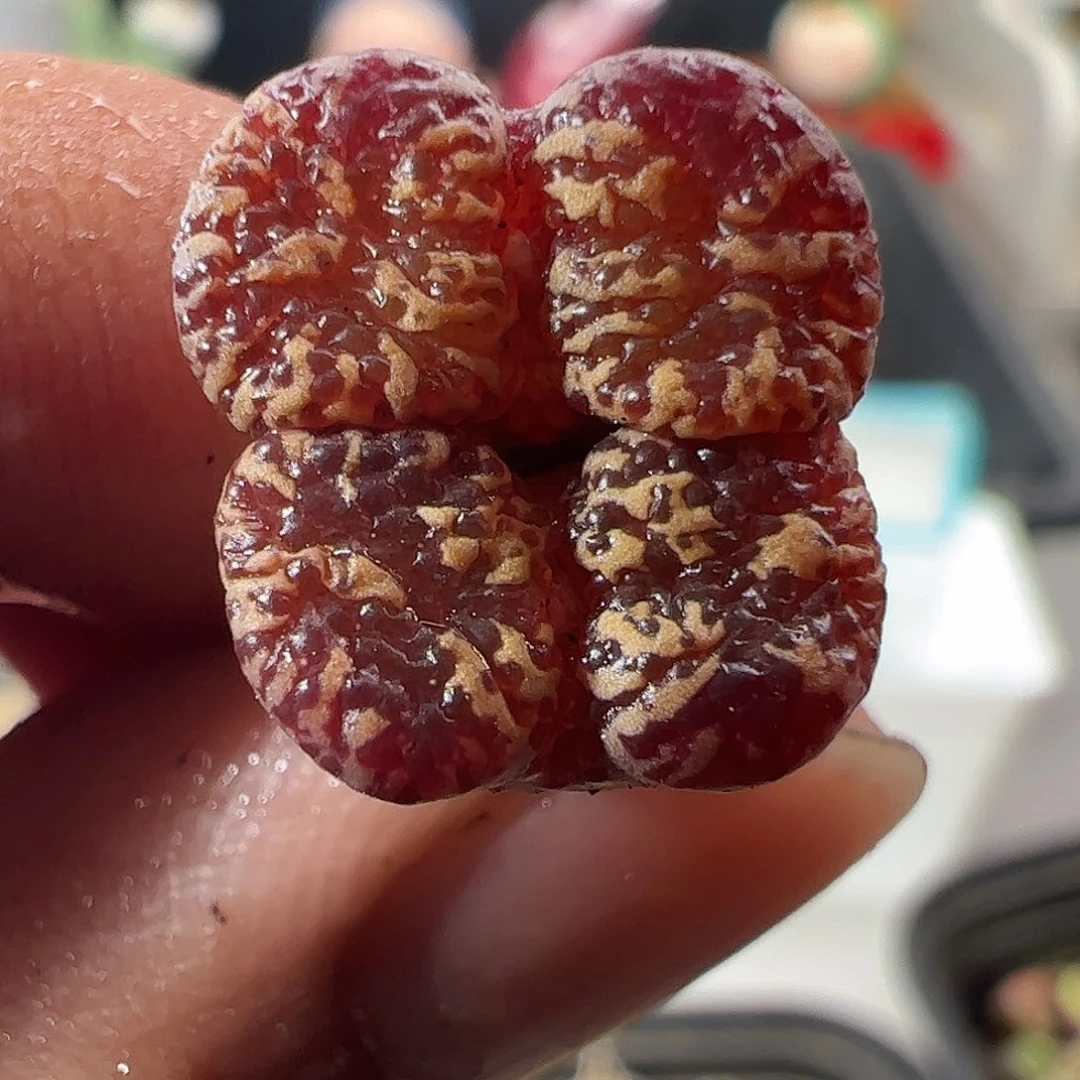 一物一拍。       135