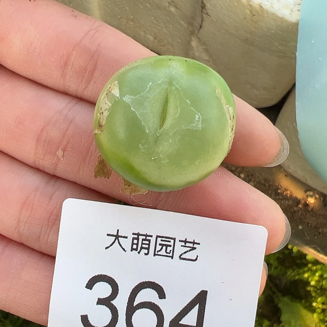 一物一拍大拉登。    364