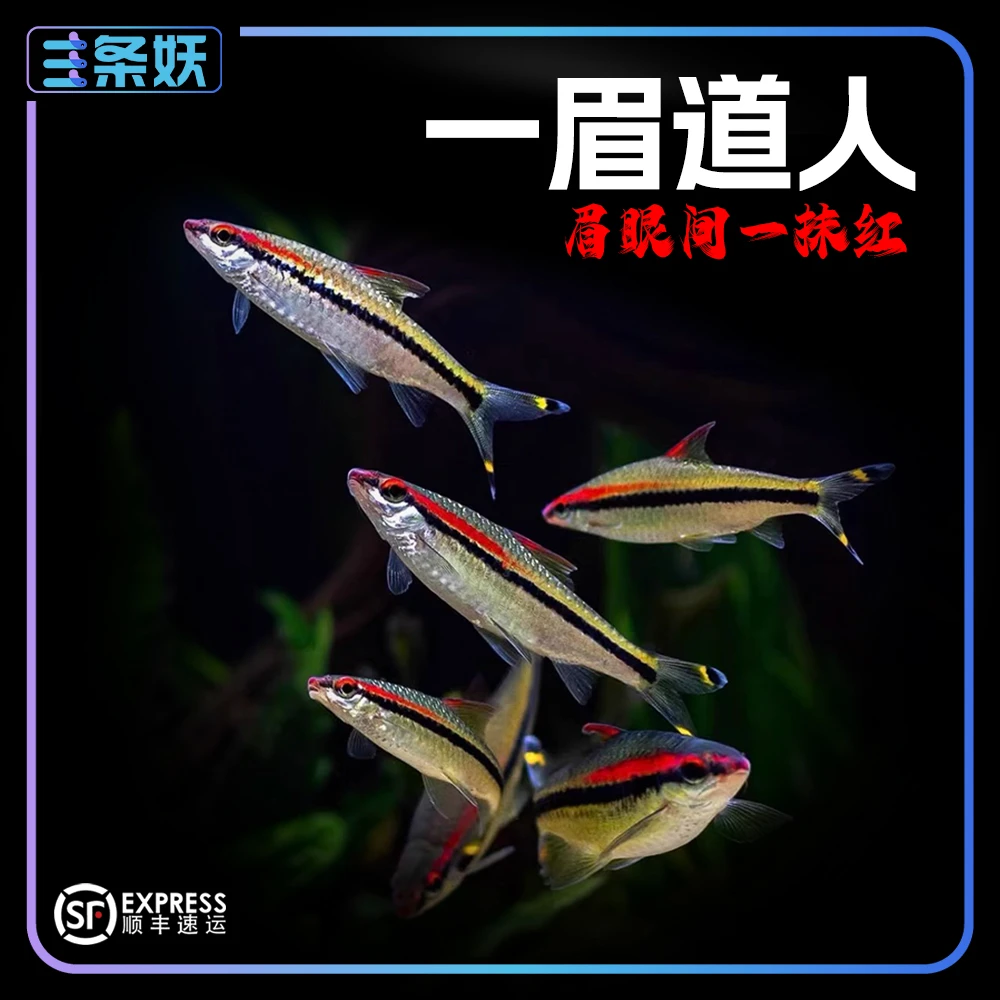 【一眉道人】热带观赏鱼淡水草缸溪流缸耐养不挑食群游红眉道人
