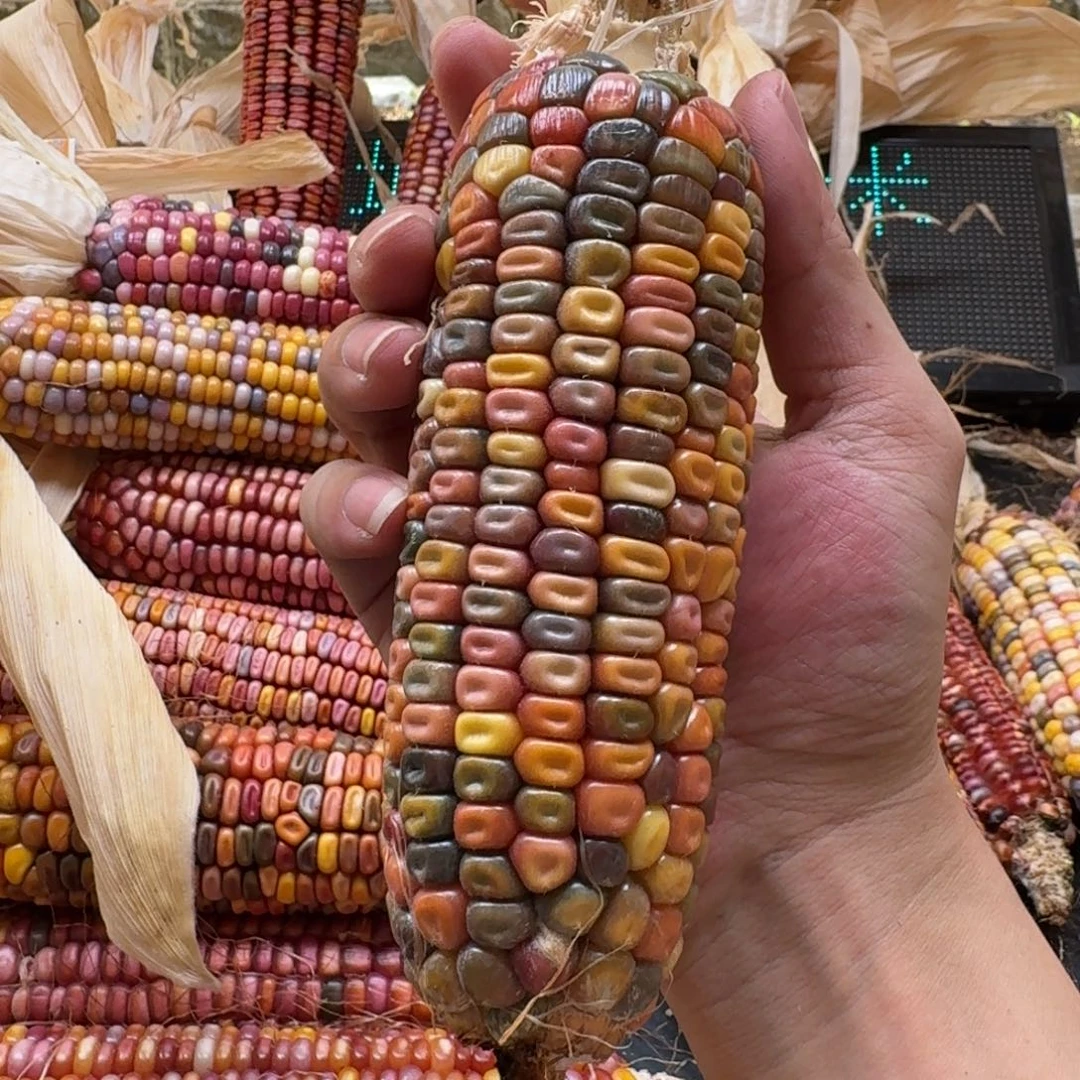 米***夏吊坠柏香籽/百香籽