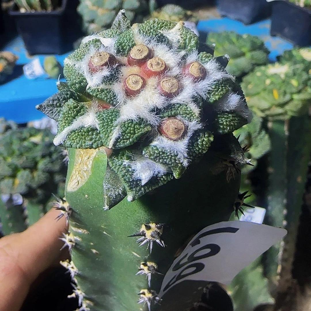 j****z颗粒大尤黑661仙人球