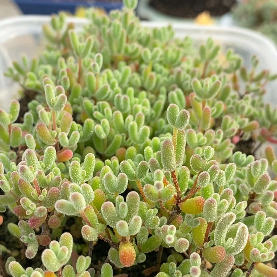 皮*120混合切糕。