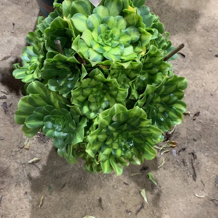 桓****1040翡翠琉璃多肉植物特价