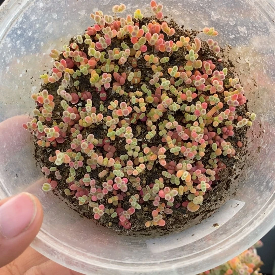 へ****872切糕混合 。