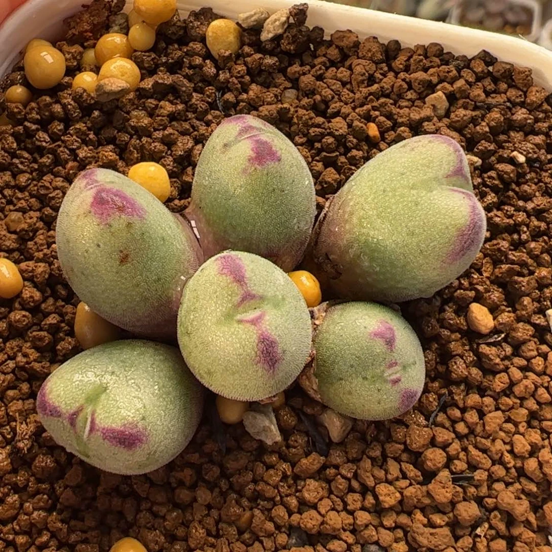 022多肉植物百科