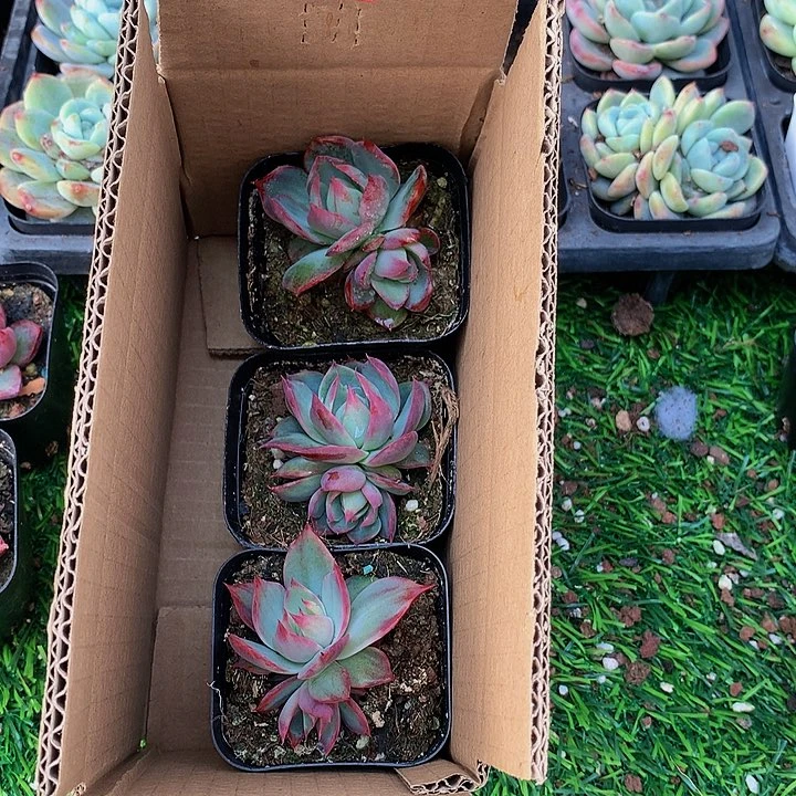 226惊鸿仙子多肉