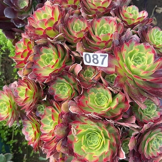 诗*妹多肉植物一个