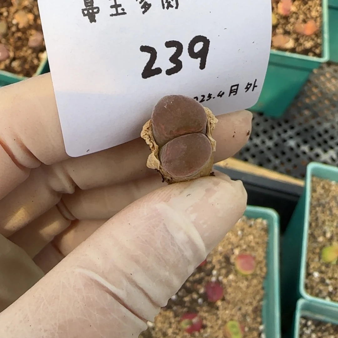 蜜**?多肉多肉多肉4-239