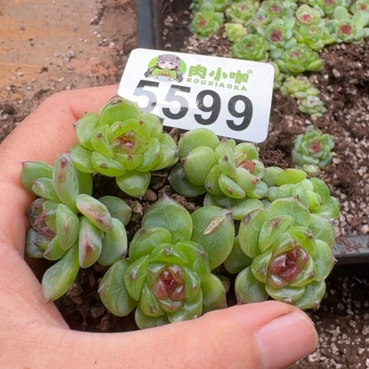 多肉植物多肉植物
